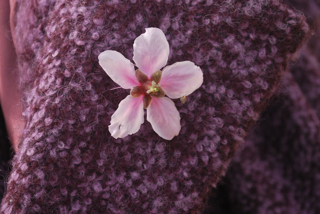 blossom flower bloom free photo