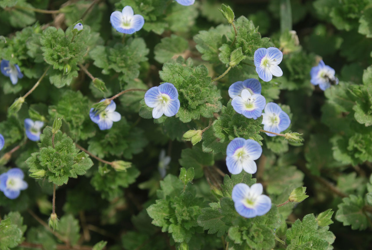 flower wild spring free photo