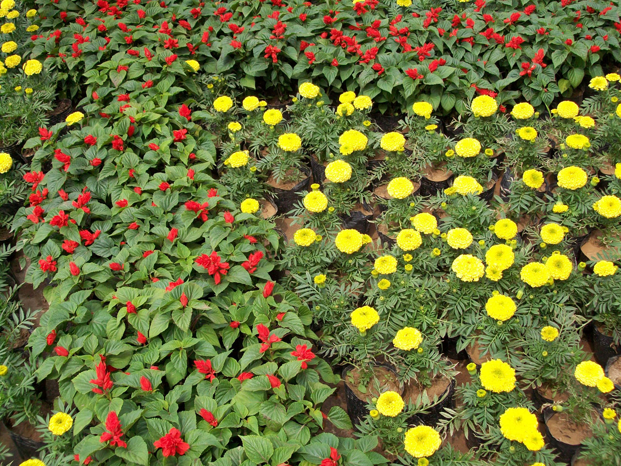 flower flowers bed free photo