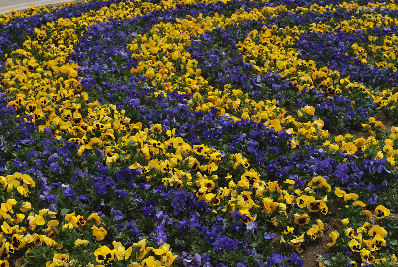 pansy pansies flowers free photo