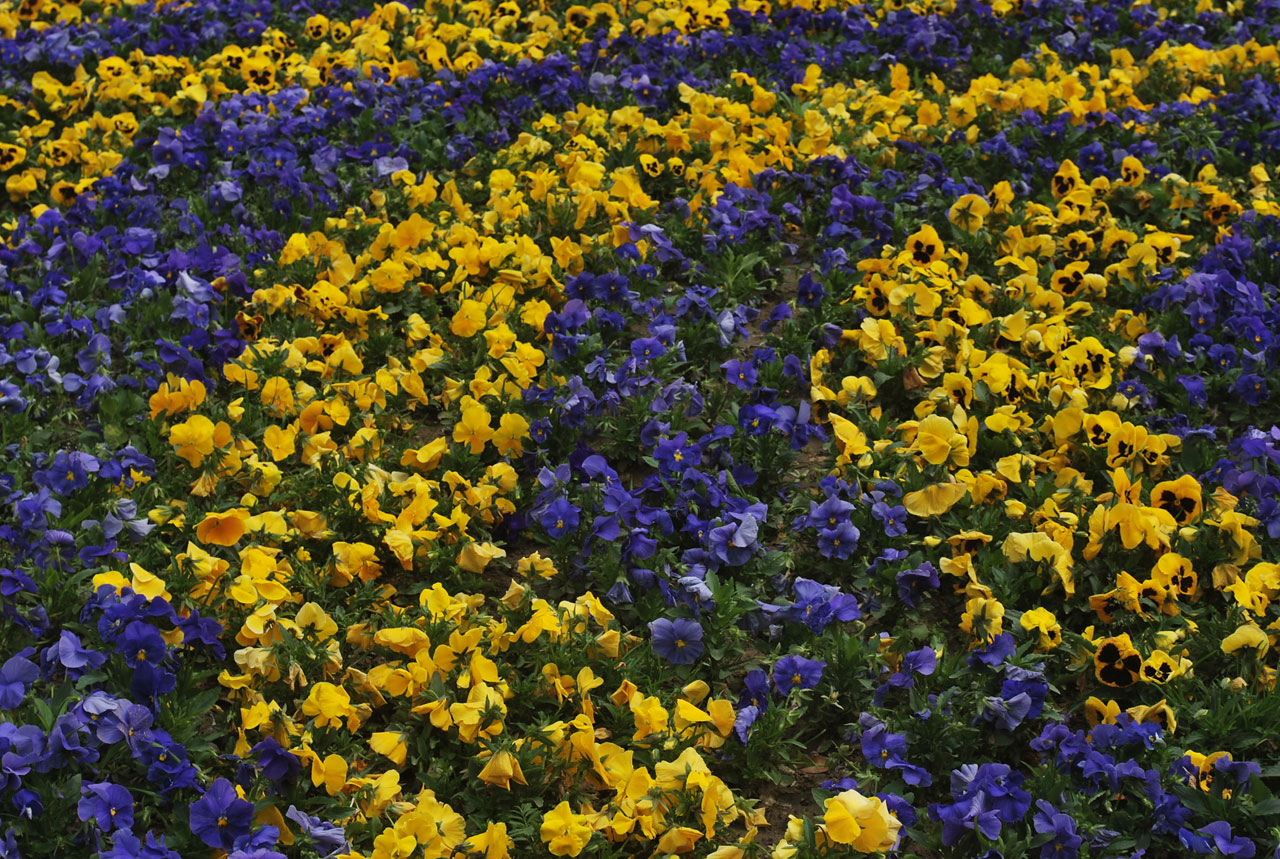 pansy pansies flowers free photo