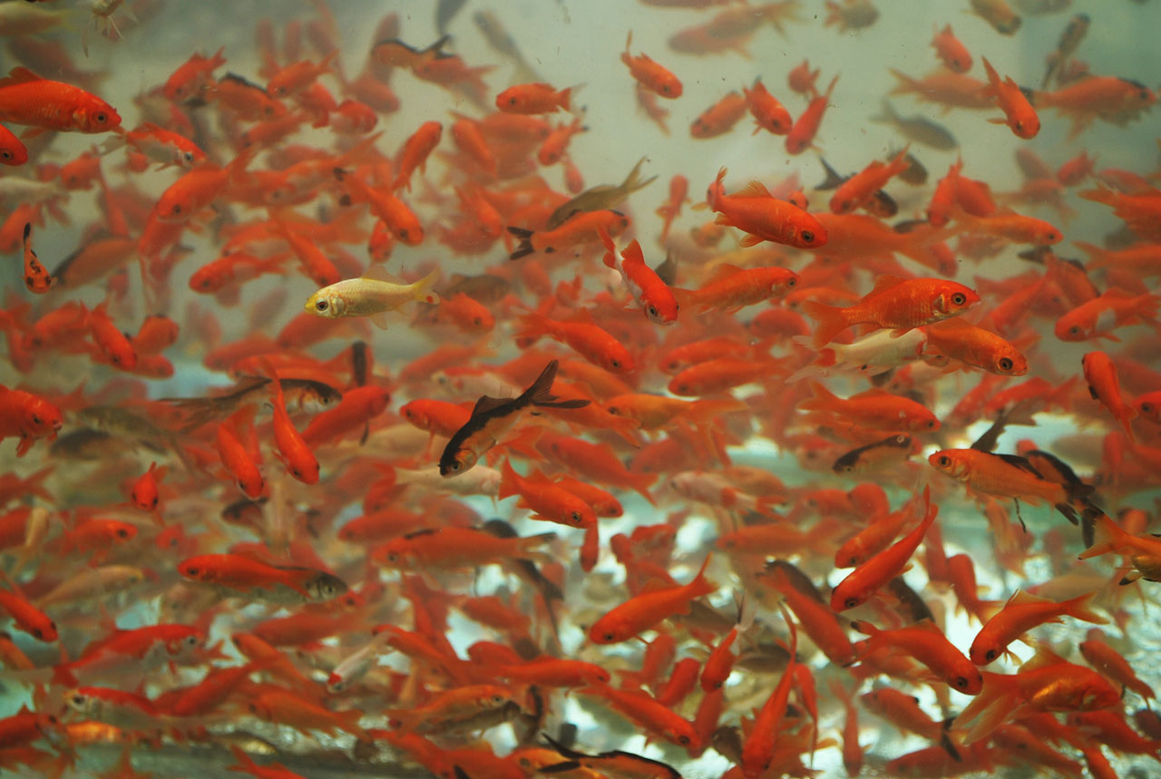 goldfish fish school free photo