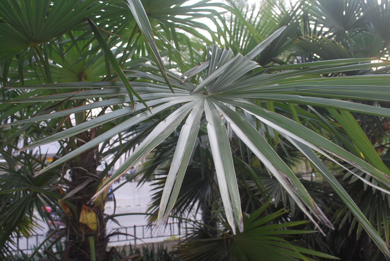 tree palm leaves free photo