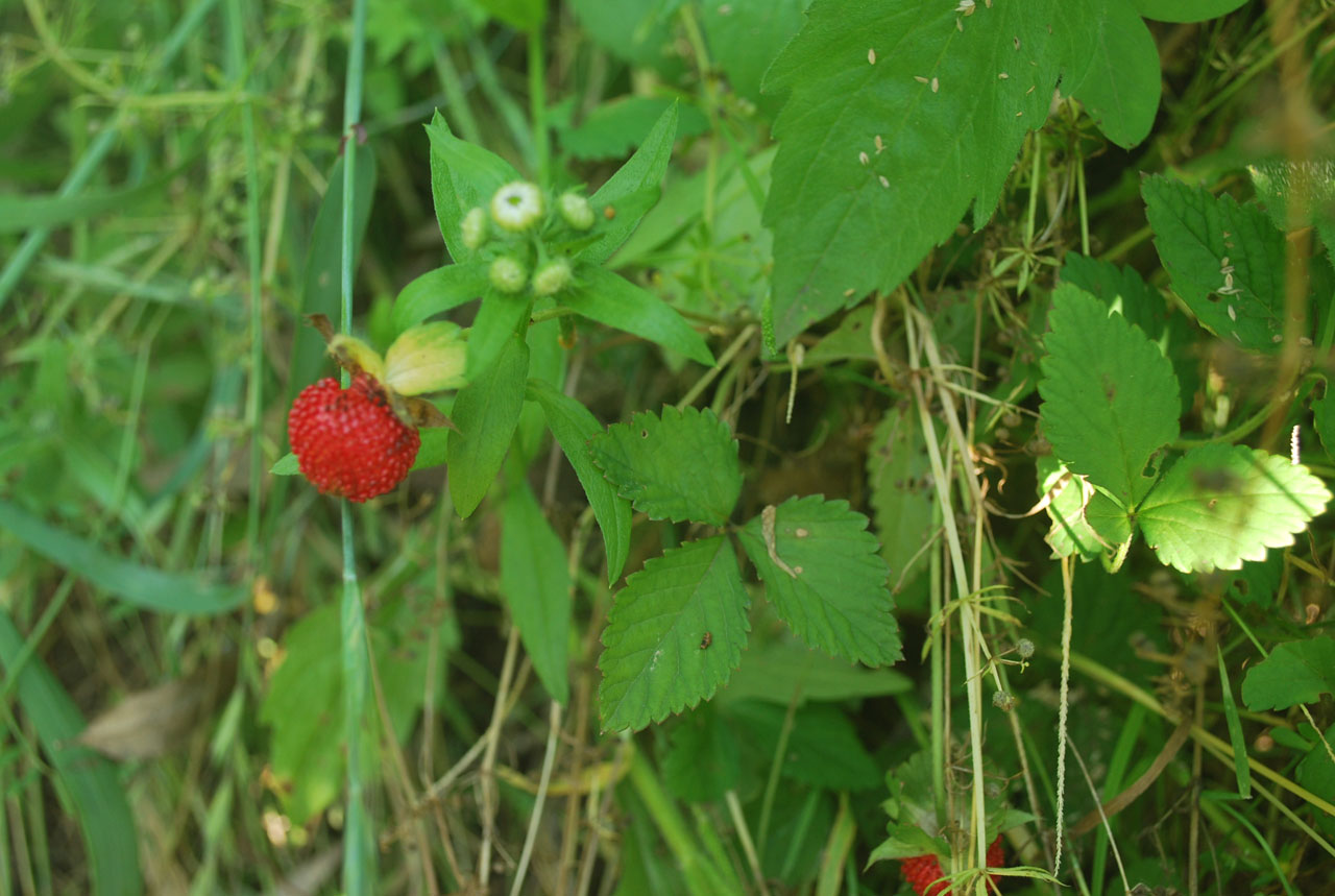 strawberry strawberries wild free photo