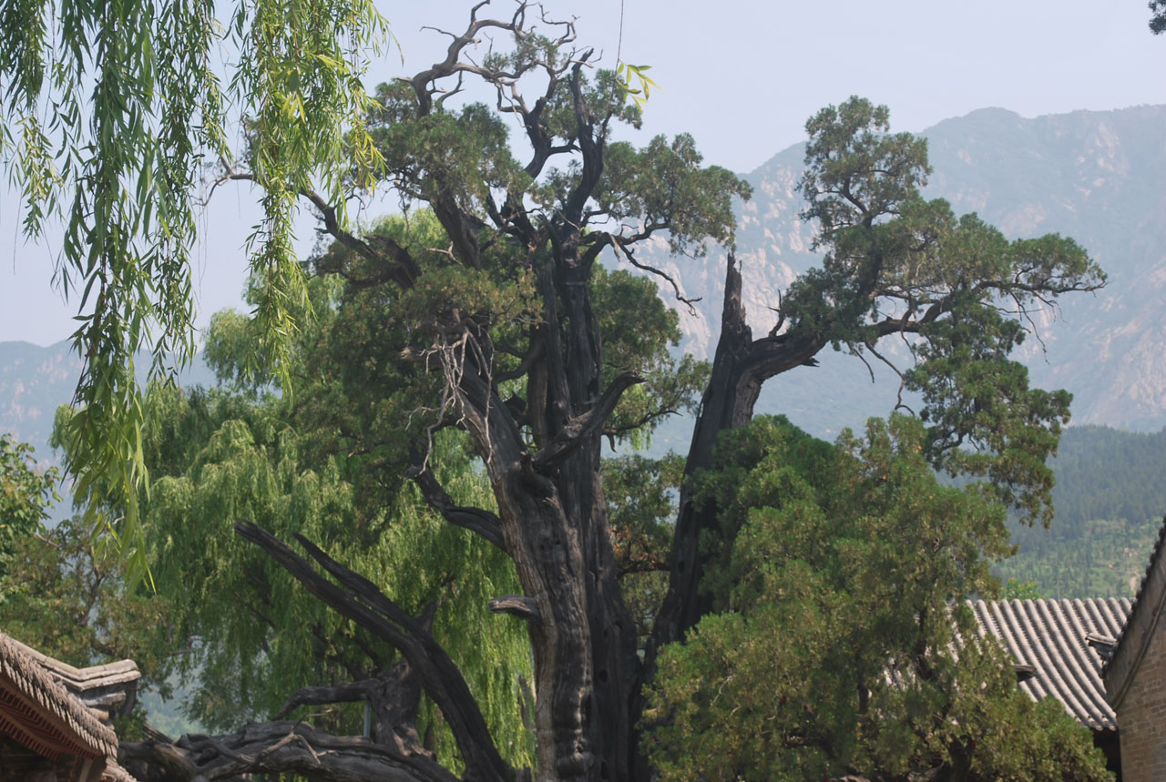 tree cypress old free photo