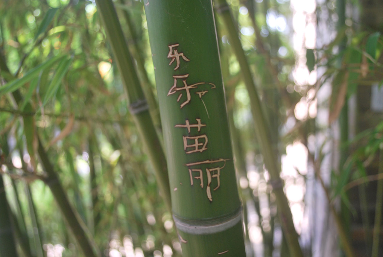 bamboo carve carving free photo