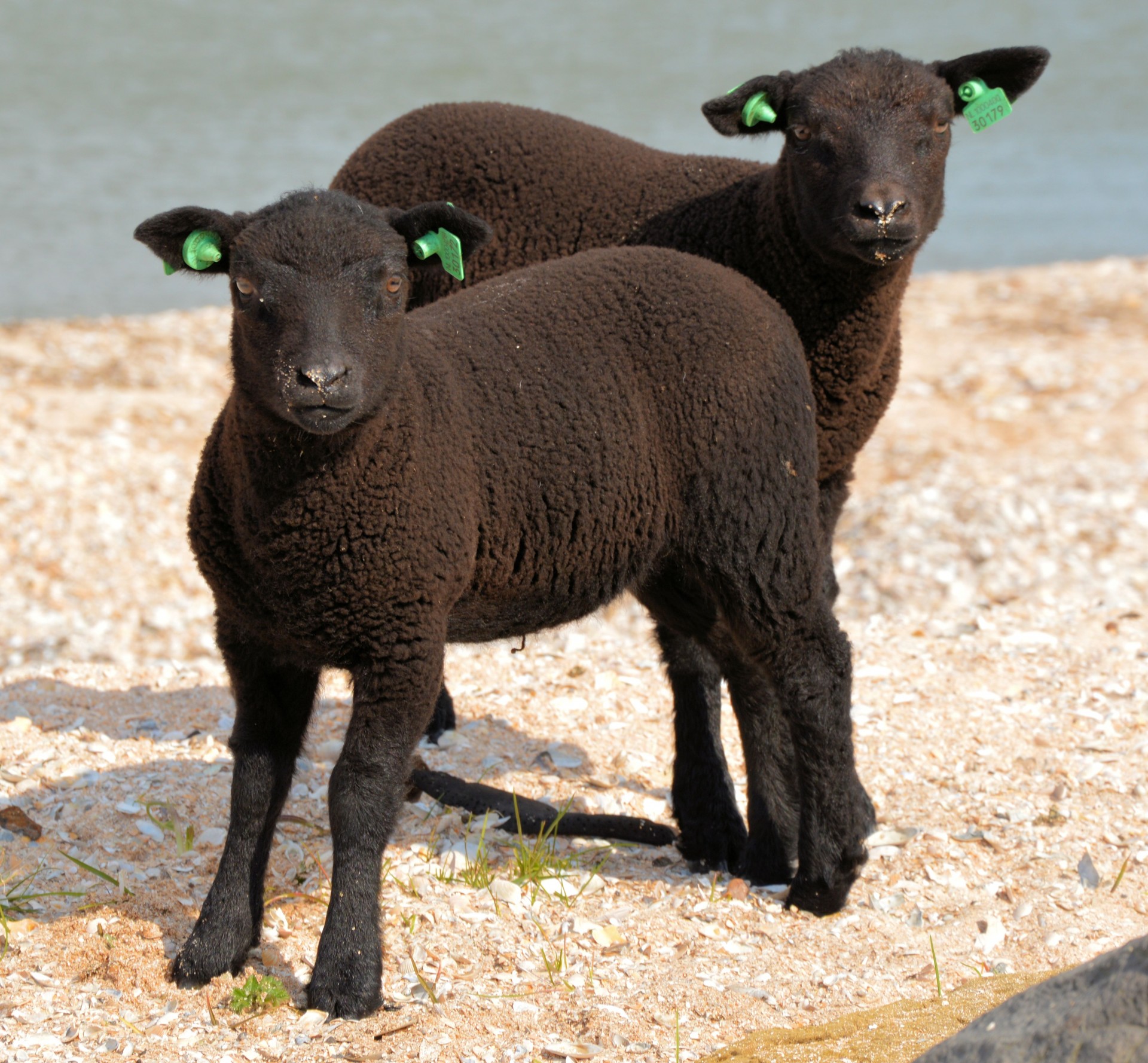 sheep lambs black free photo