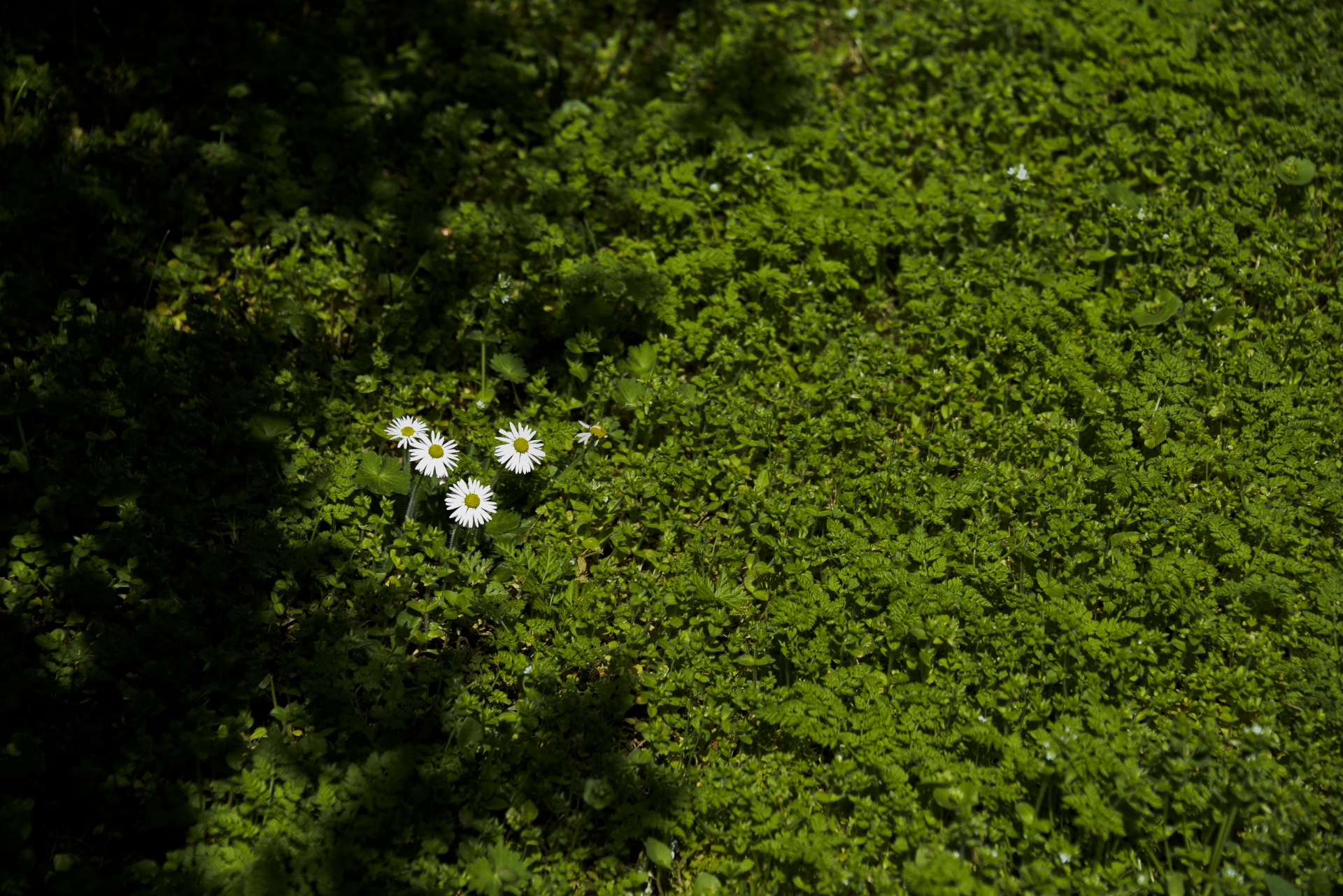 clover white daisies 3 daisies free photo