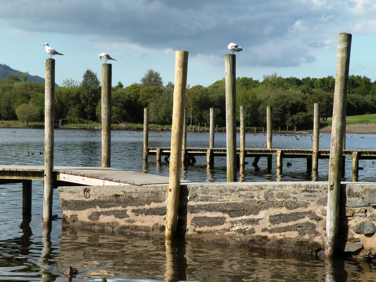 seagulls posts water free photo