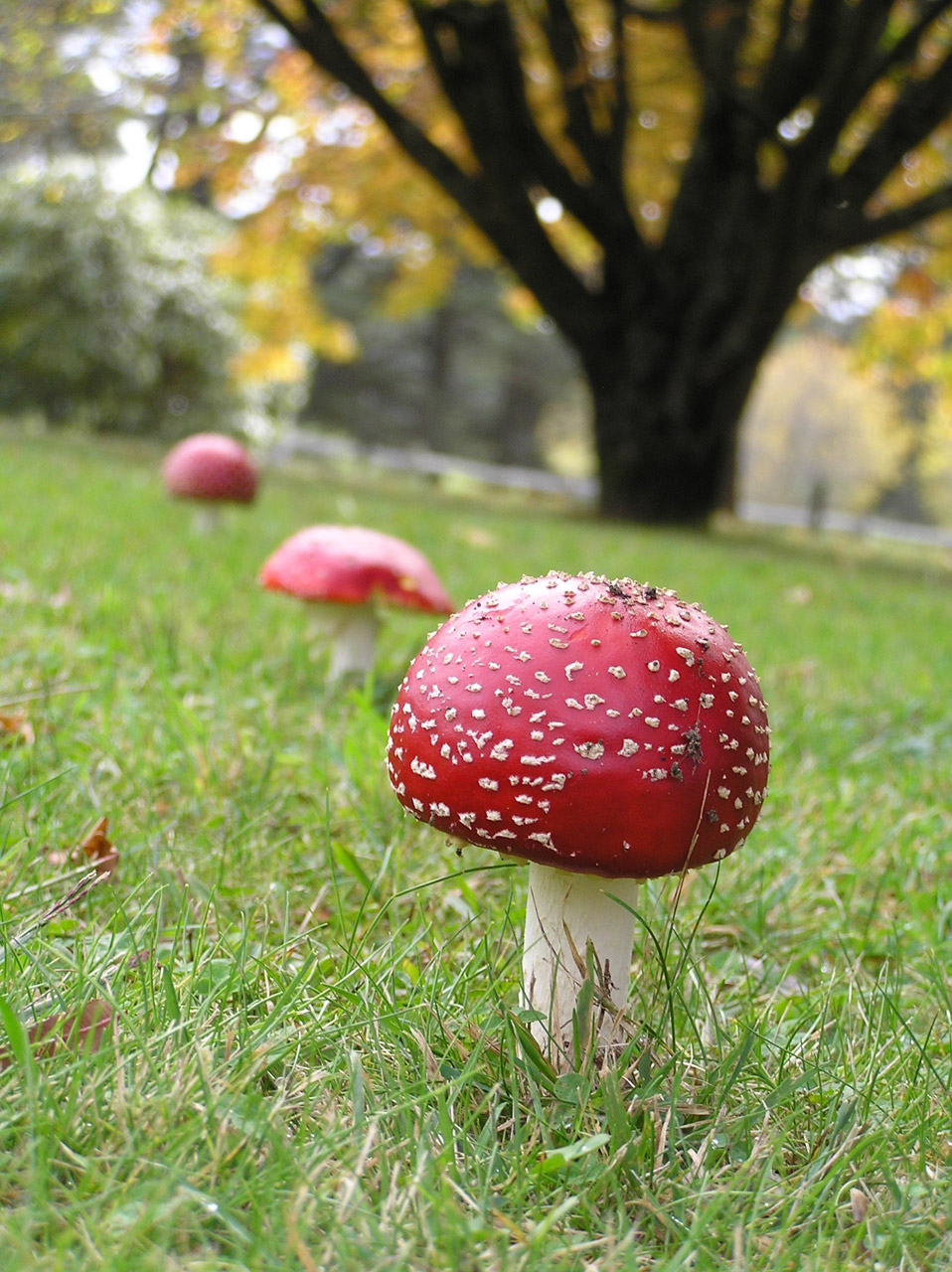 mushroom three fungi free photo