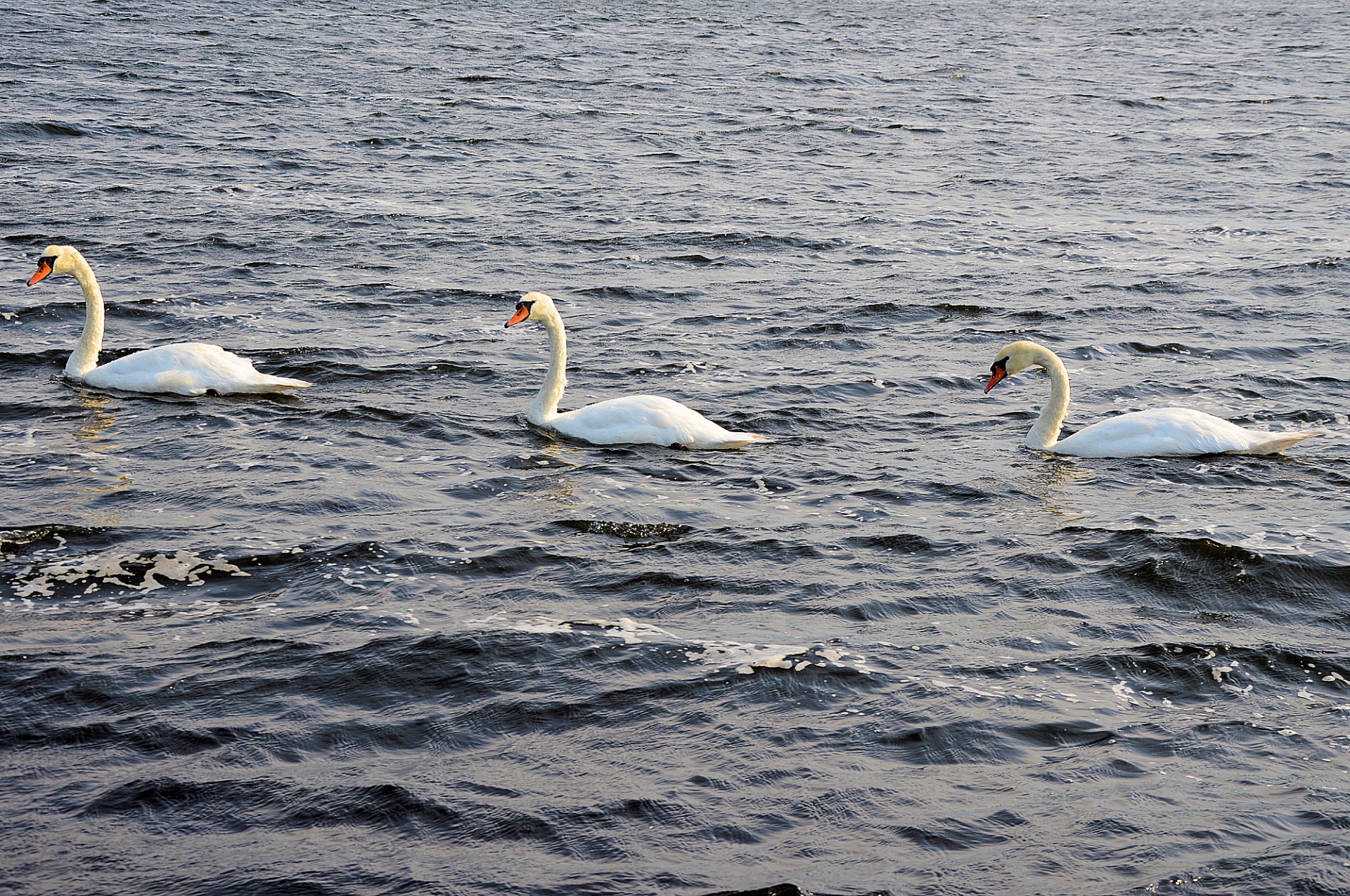 swan white swan bird free photo