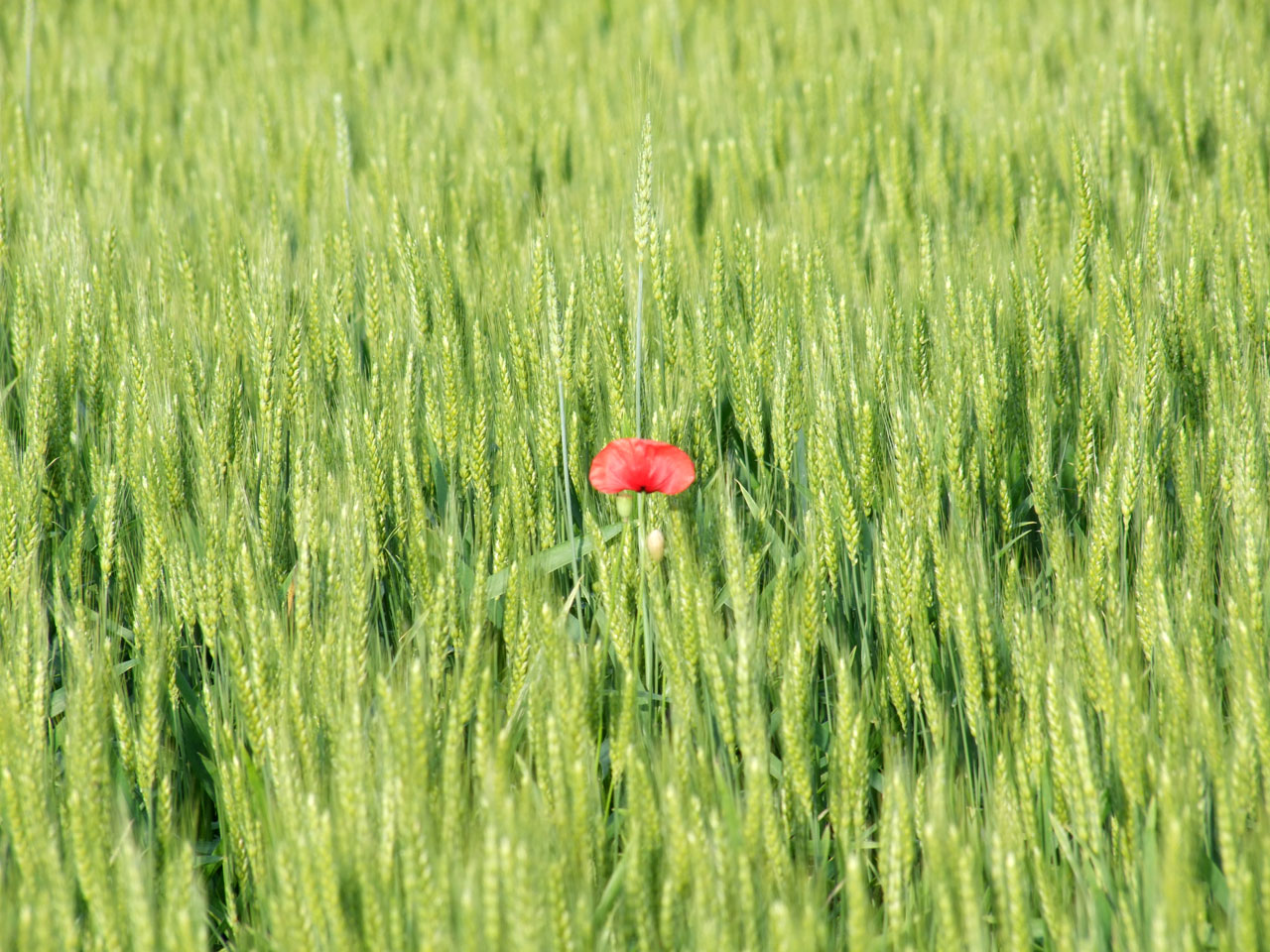 spring field flower free photo