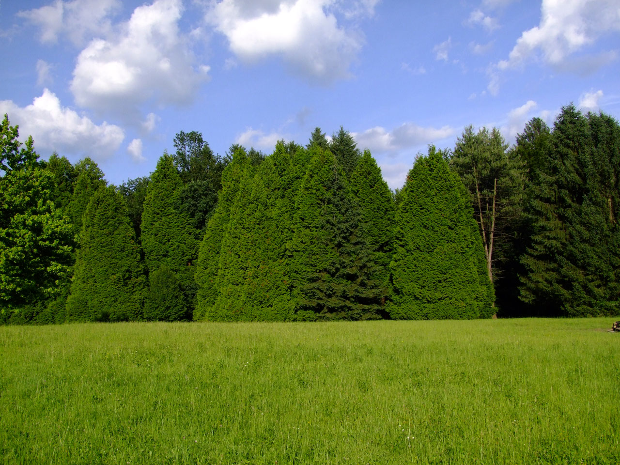 tree forest cloud free photo