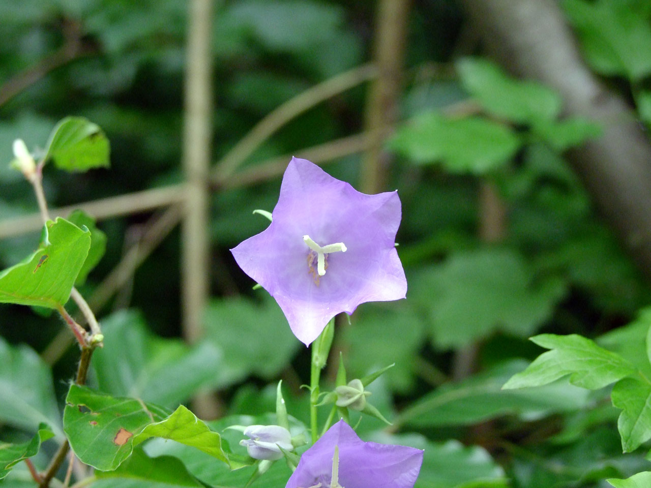 flower wood tender free photo