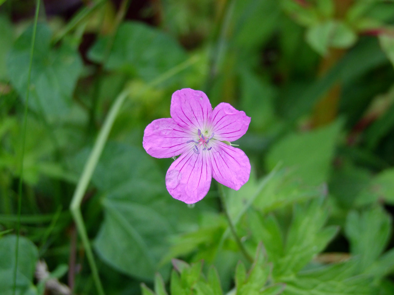 flower nature water free photo