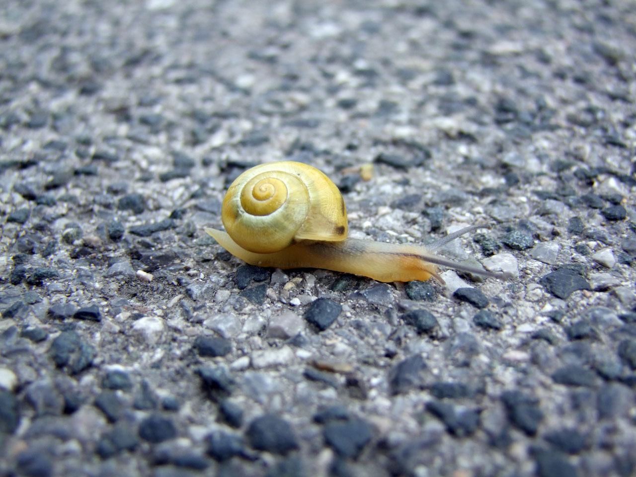snail drive street free photo