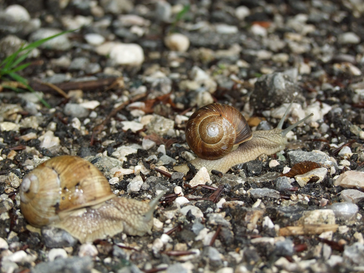 snail nature path free photo