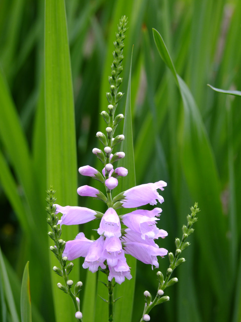 garden flower tower free photo