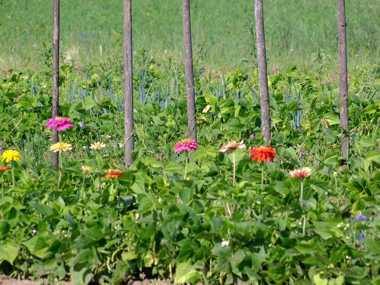 garden field flowers free photo