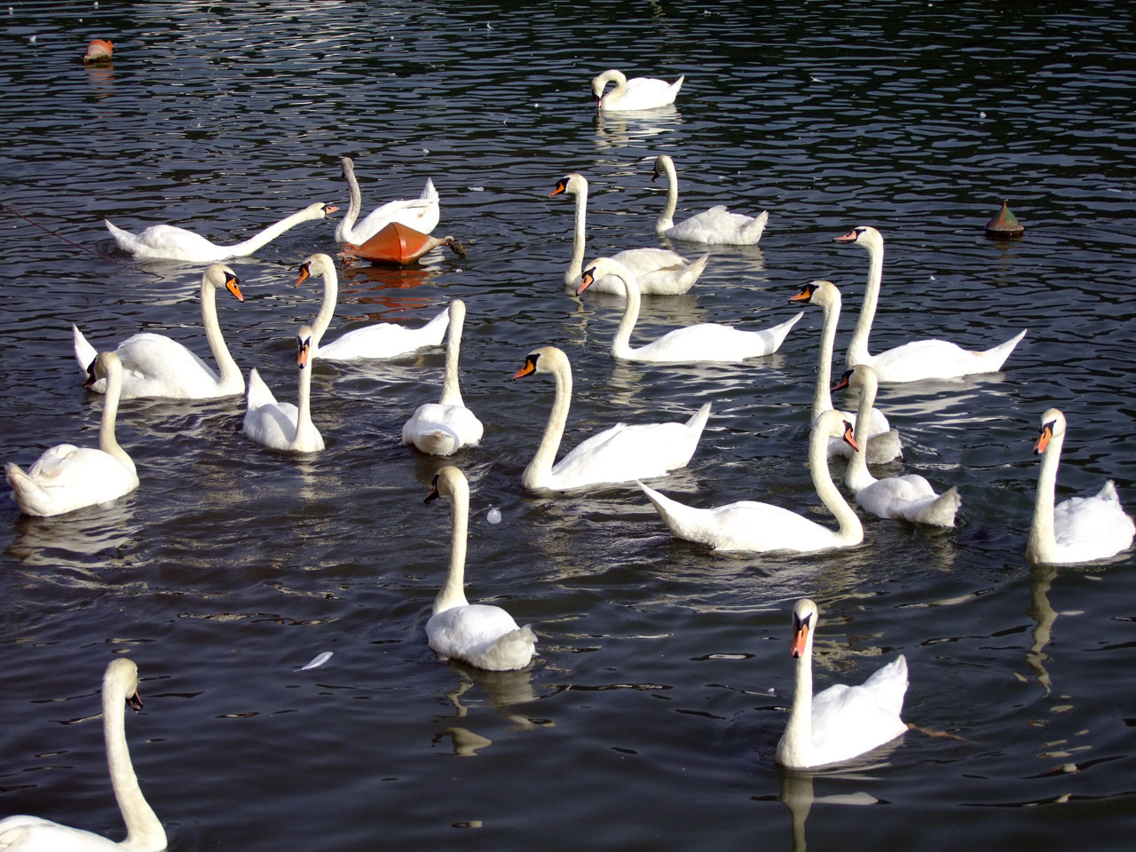 swan lake zbilje free photo