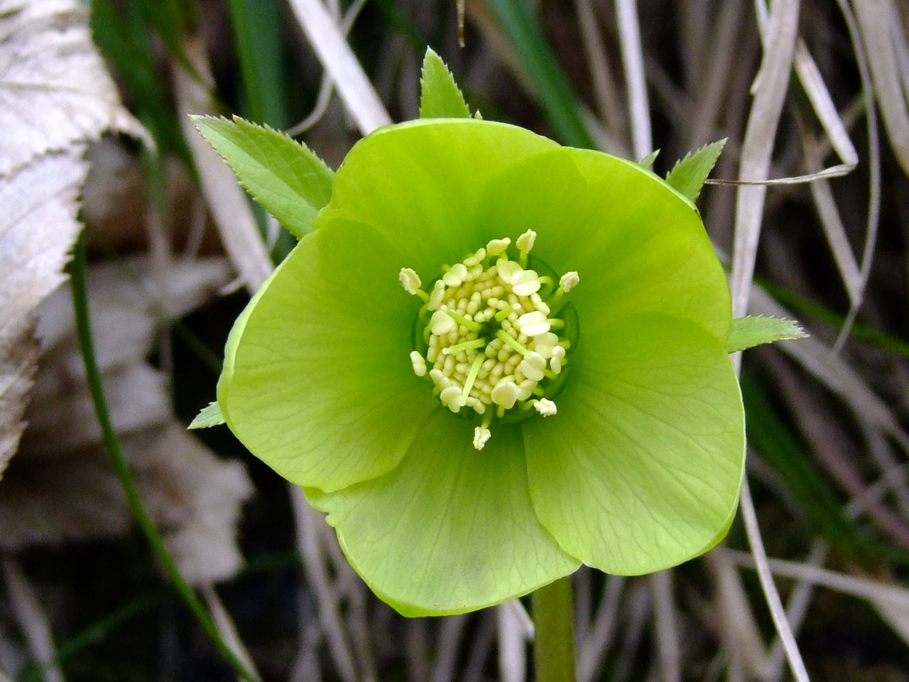 Цветы морозник зеленый цветок