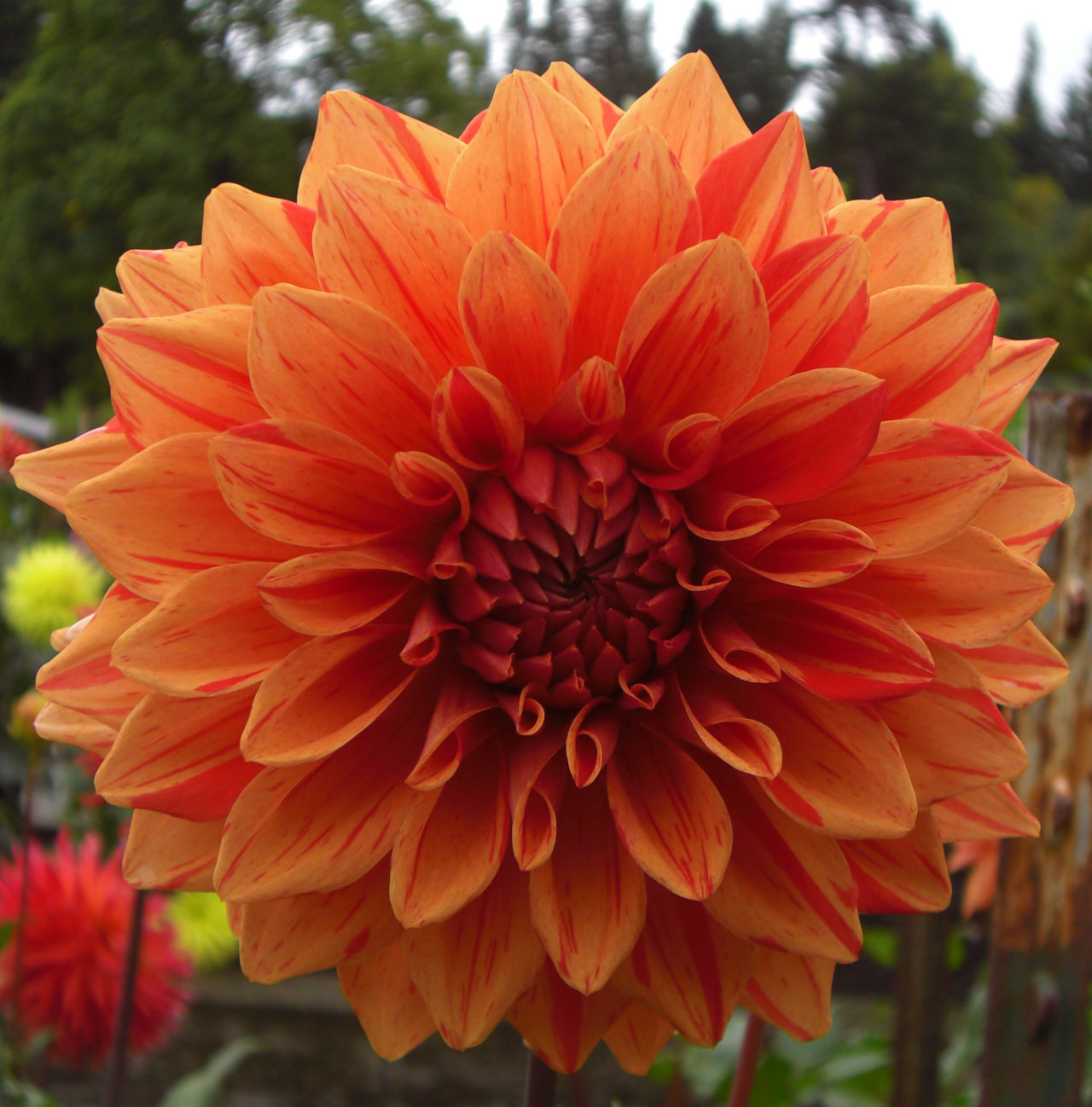 orange jomanda flower free photo