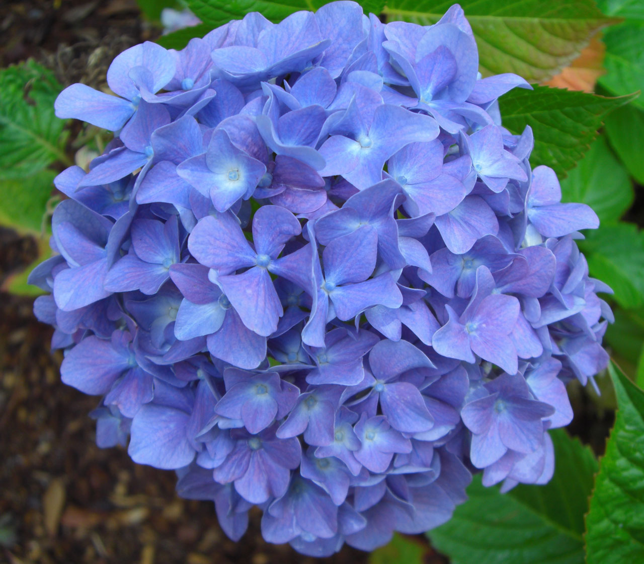 ultra blue flower free photo