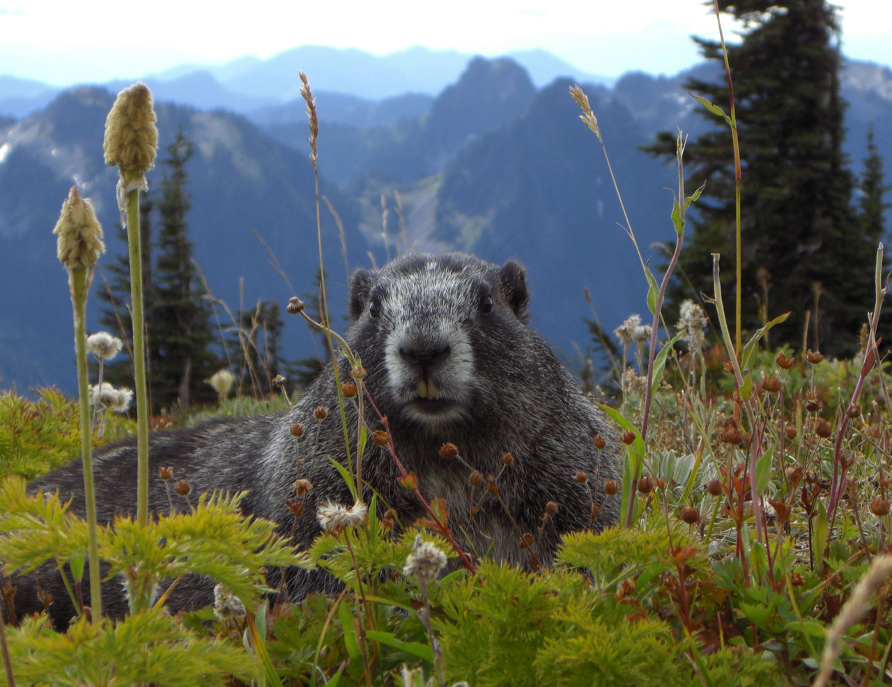 marmot mammal animal free photo