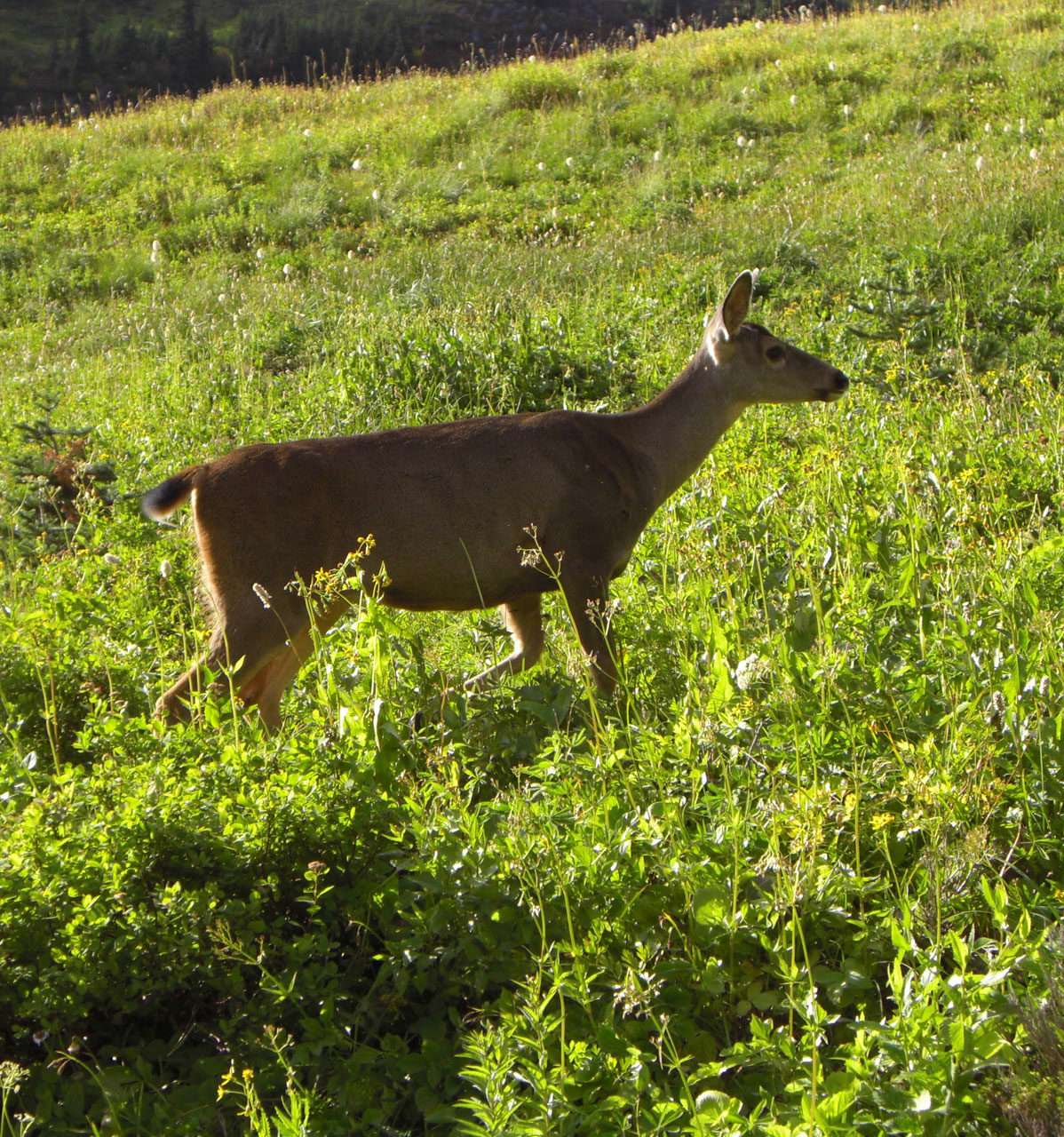 deer fawn buck free photo