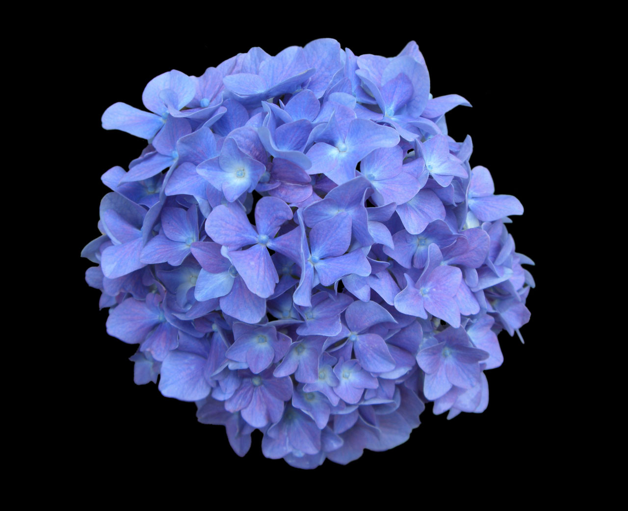 hydrangea black blue free photo