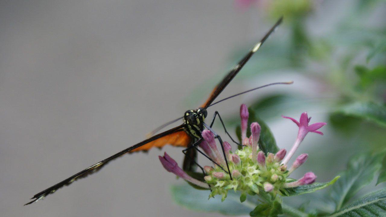 daneus plexxippus monarch free photo