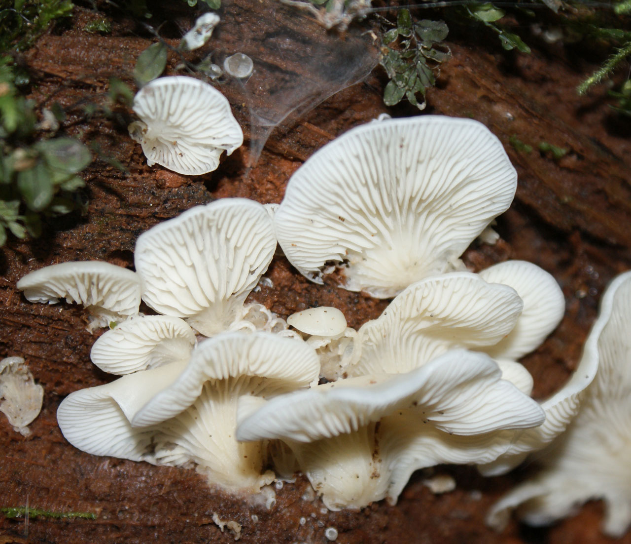 fungus. mushroom fungi dead free photo