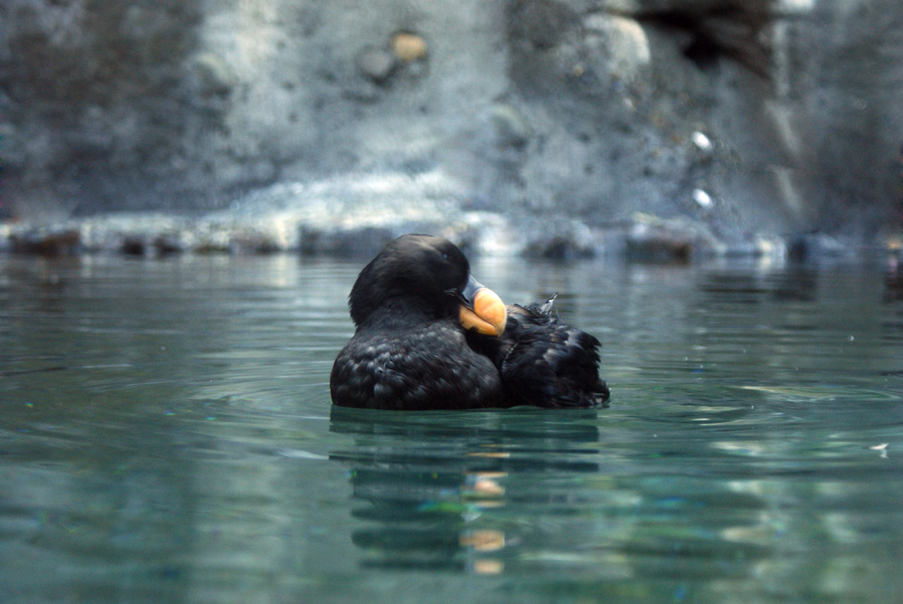 black puffin bird free photo