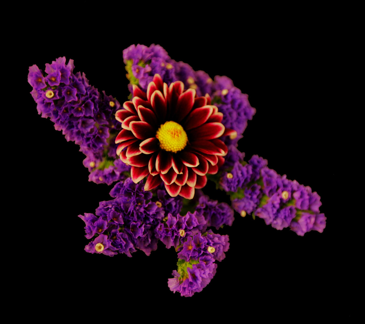 flower purple explosion free photo