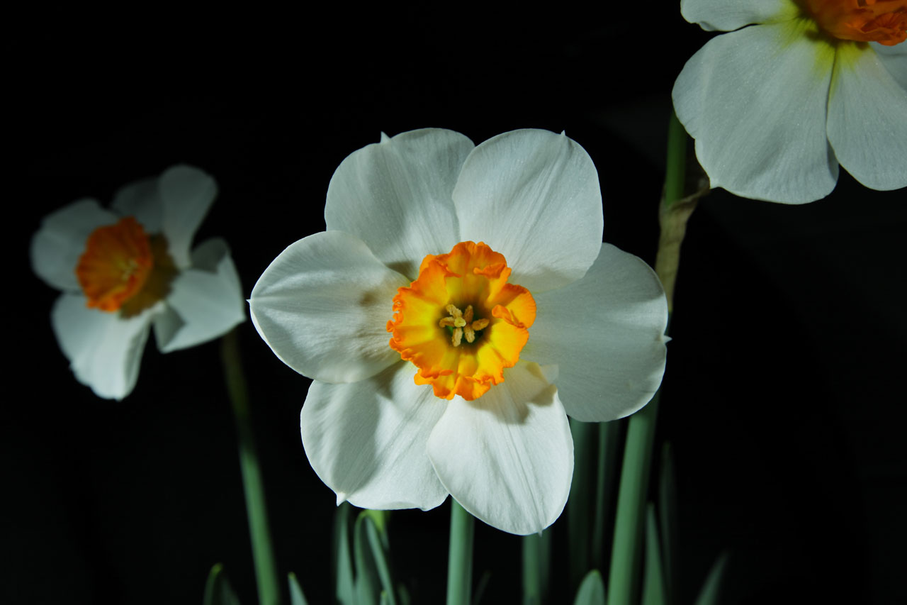 white daffodil flower free photo