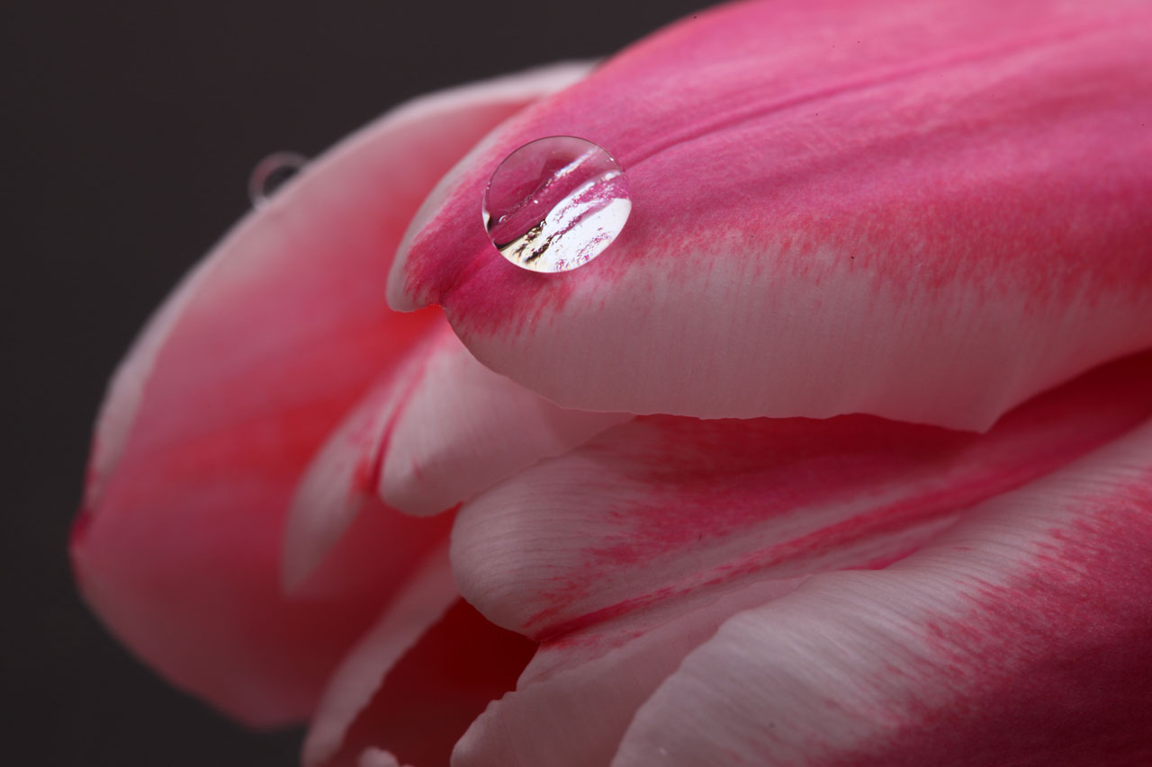 tulip water drop free photo