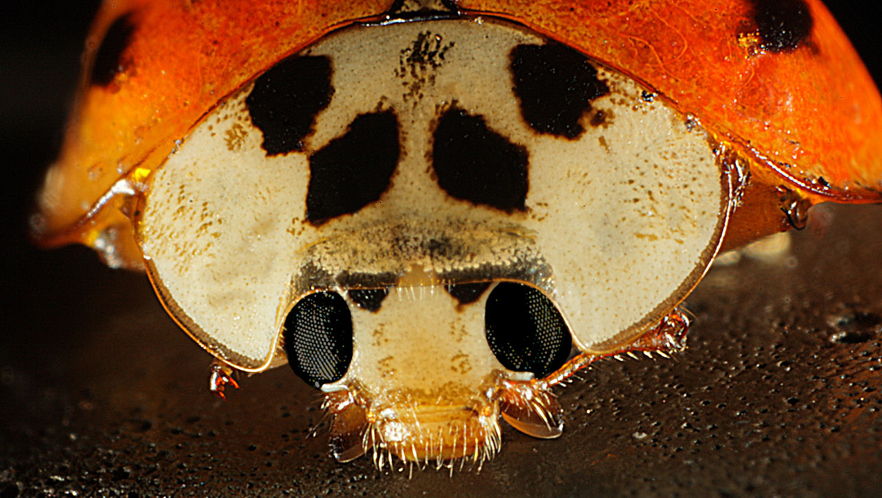 bug lady face free photo
