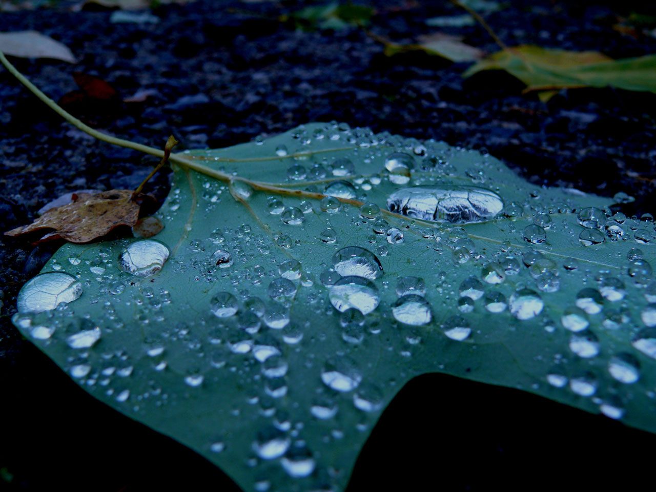 drop rain leaf free photo
