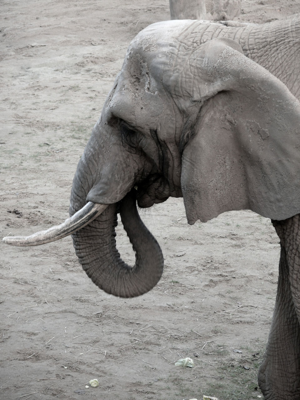 elephant animal wild free photo