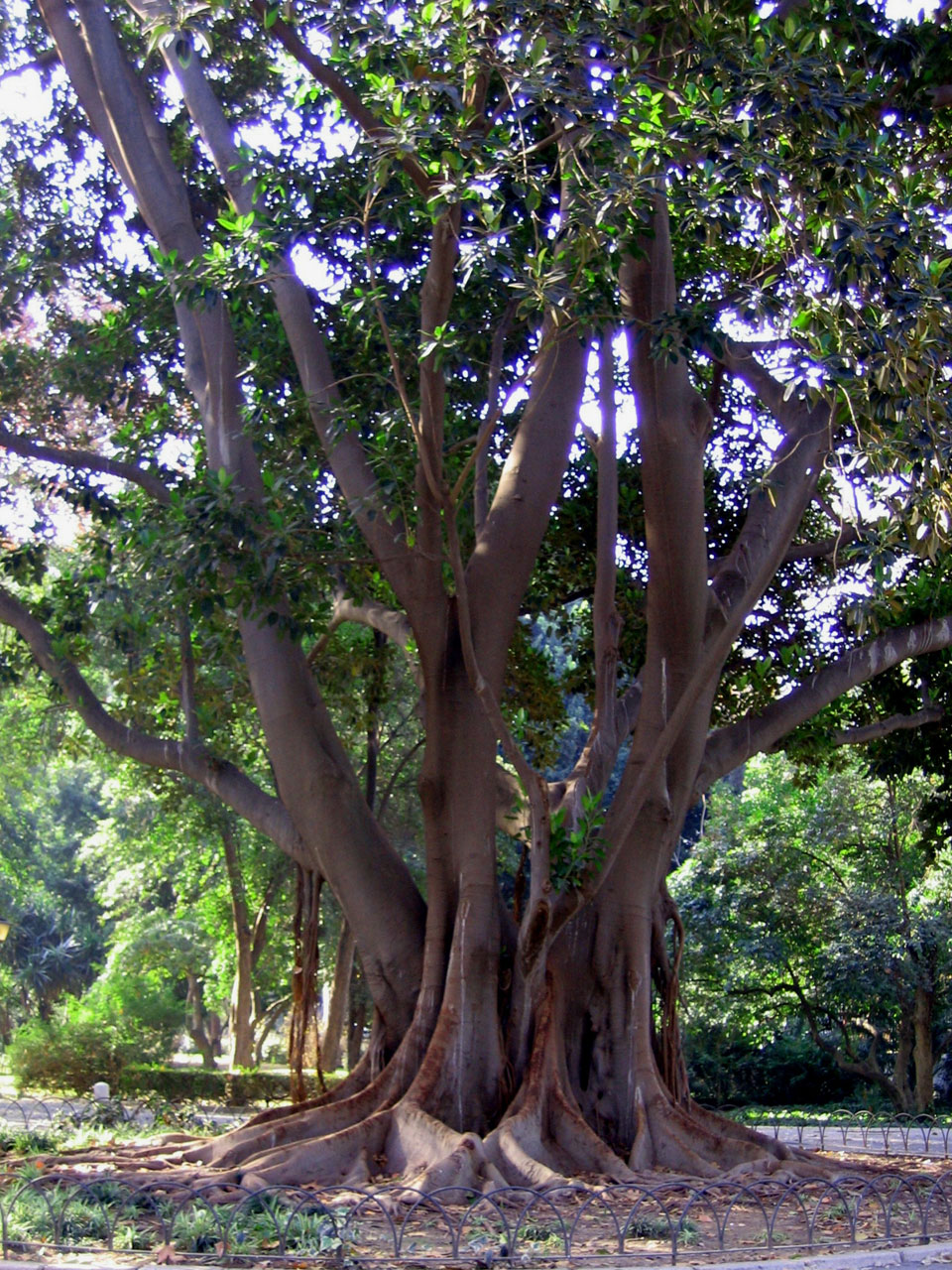 tree park spain free photo