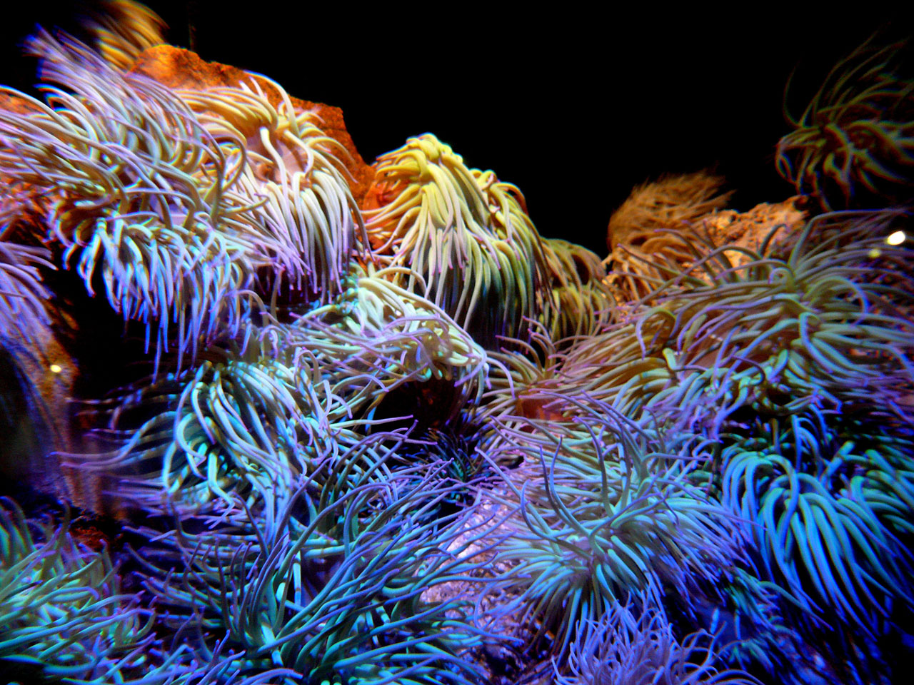 coral sea aquarium free photo