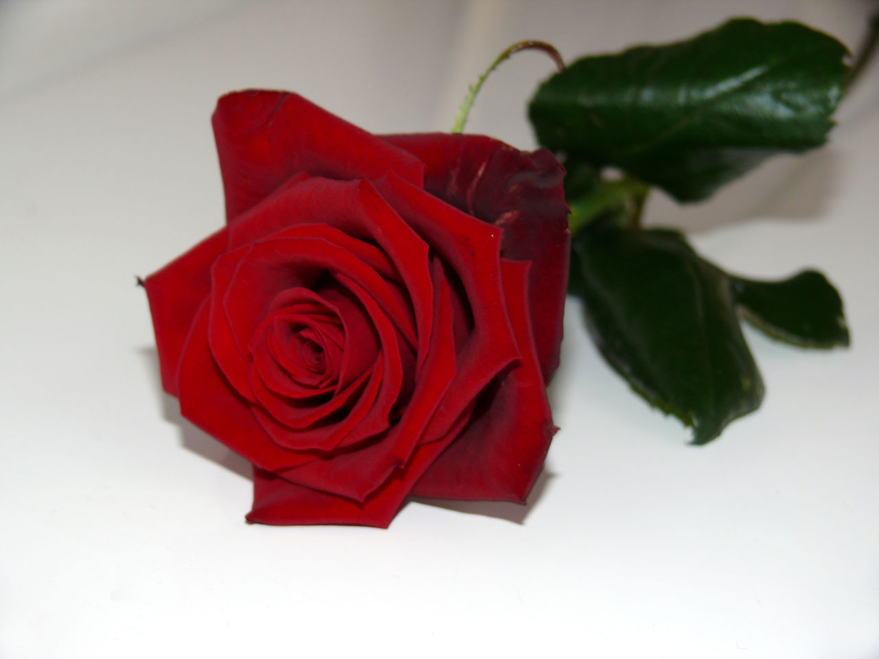 rose flower valentine's day free photo