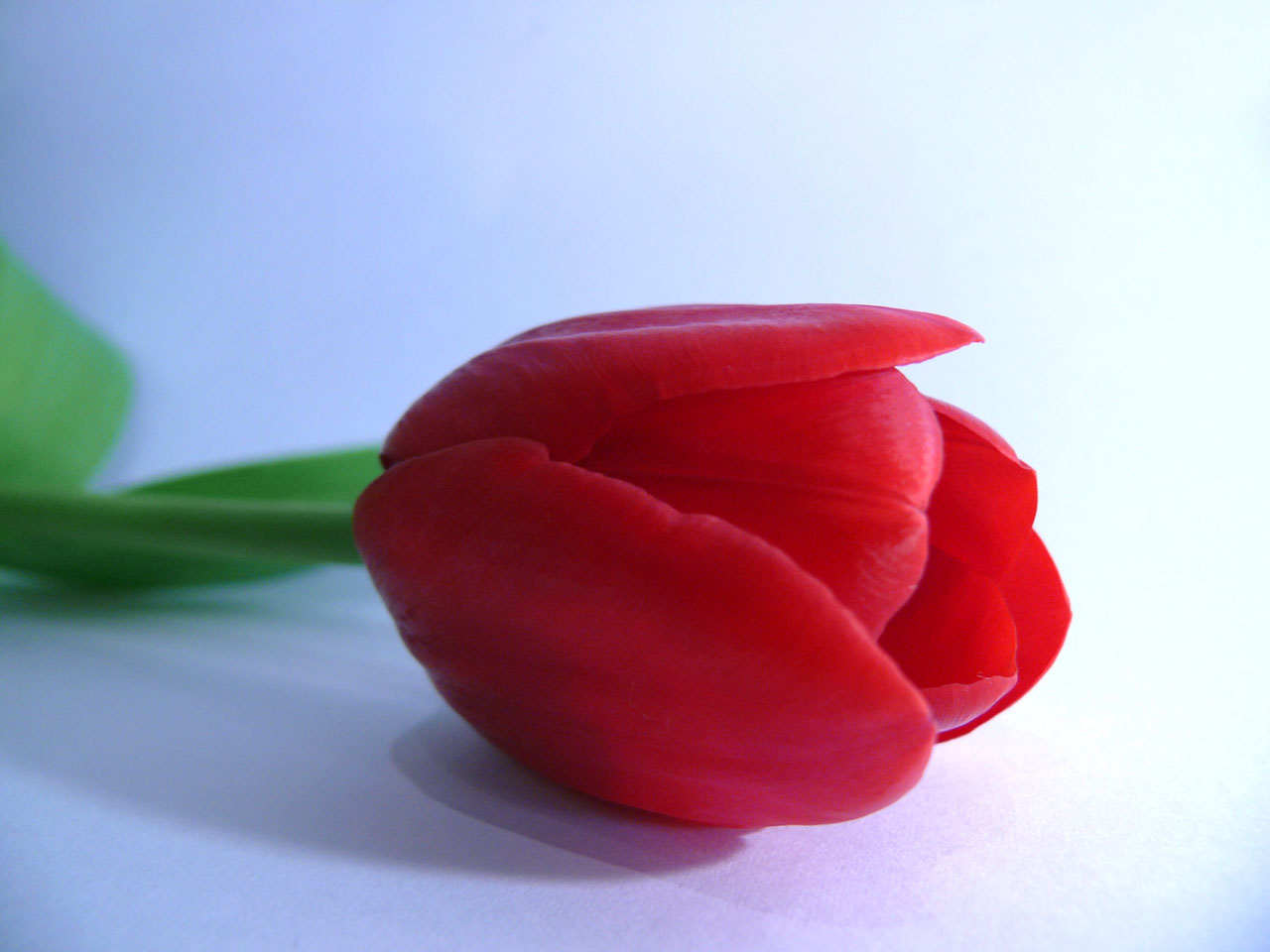 tulip red flowers free photo