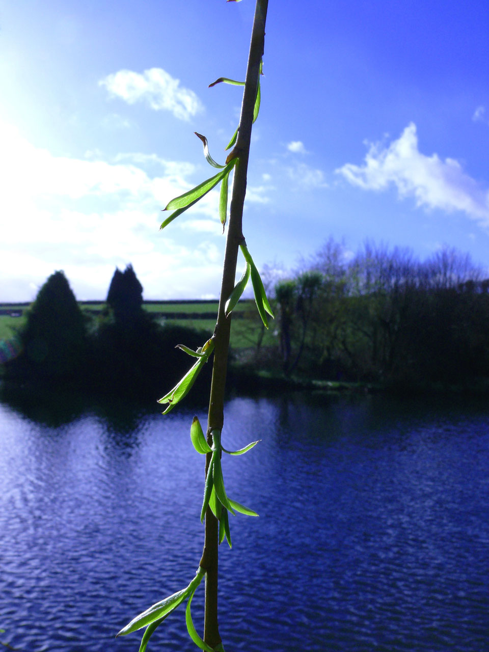 spring lake devon free photo