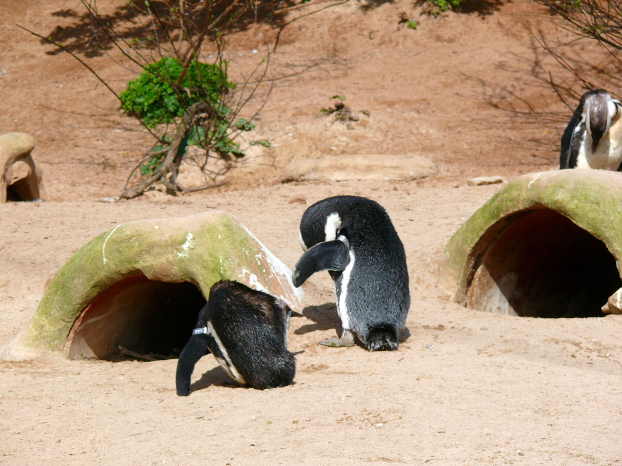 penguin zoo animal free photo