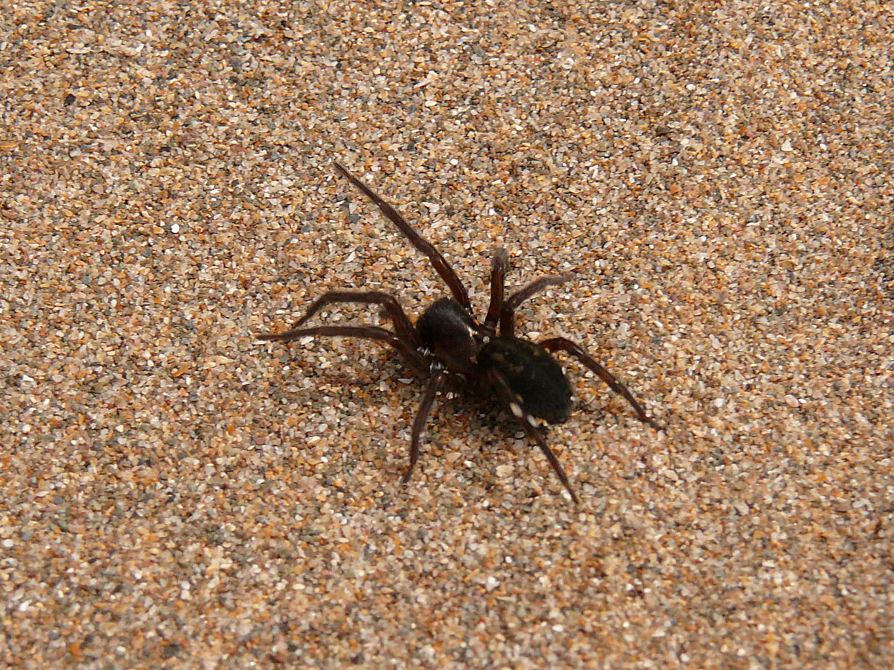 spider animal rocks free photo