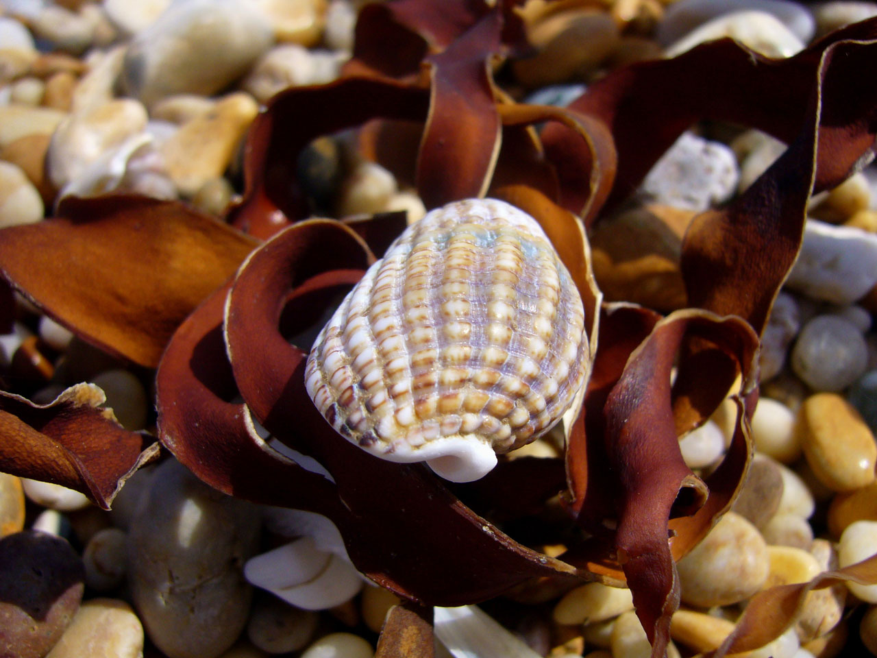 seashell beach devon free photo