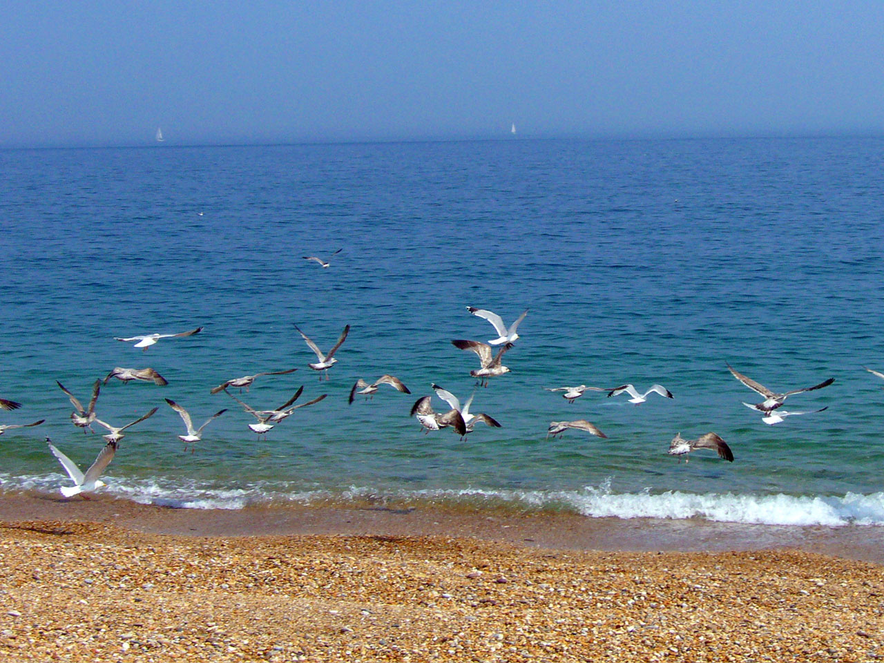 sea-gulls beach seagulls free photo