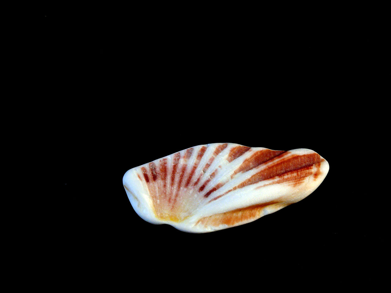 shells black backround sea free photo