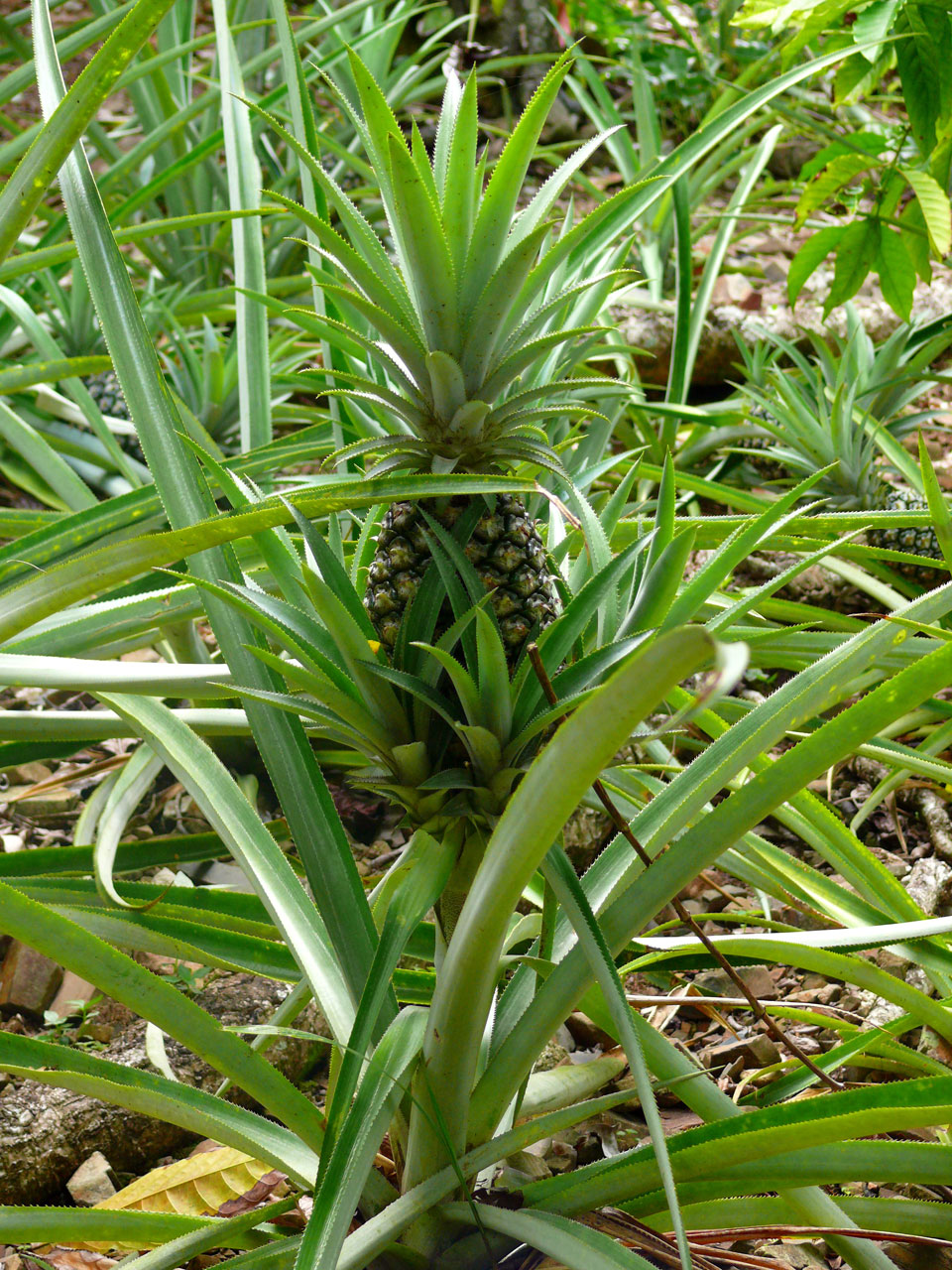 pineapple fruit exotic fruit free photo